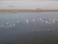 8万多只候鸟飞抵洪泽湖湿地 小天鹅东方白鹳都来了